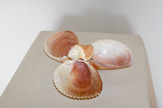 Shells Triple Dish